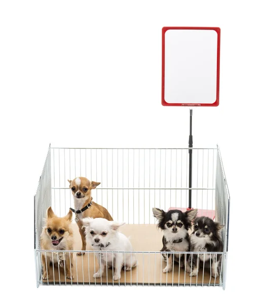 Chihuahua in kooi met wit bord tegen witte achtergrond — Stockfoto