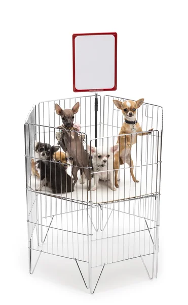 Chihuahuas em gaiola com placa branca contra fundo branco — Fotografia de Stock