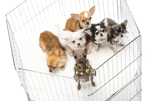 Chihuahua in kooi tegen witte achtergrond — Stockfoto