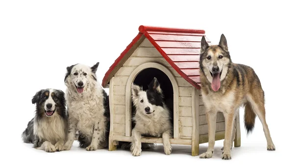 Group of dogs in and surrounding a kennel against white background — Stock Photo, Image