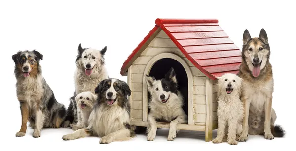 Groep van honden in en rond een kennel tegen witte achtergrond — Stockfoto