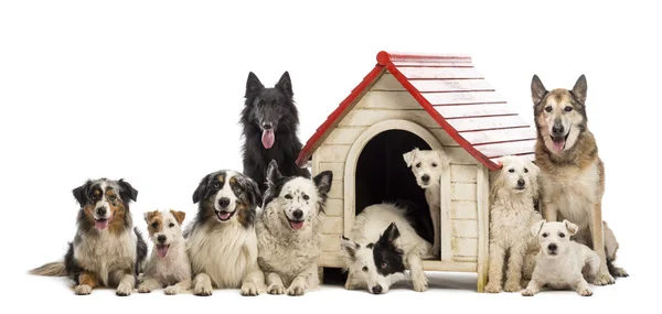 Grande gruppo di cani dentro e intorno ad un canile sullo sfondo bianco — Foto Stock