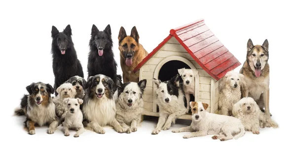 Large group of dogs in and surrounding a kennel against white background — Stock Photo, Image