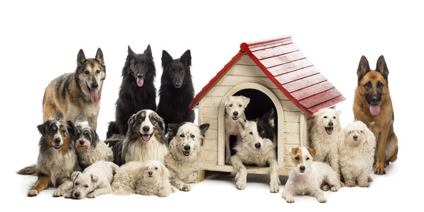 Large group of dogs in and surrounding a kennel against white background