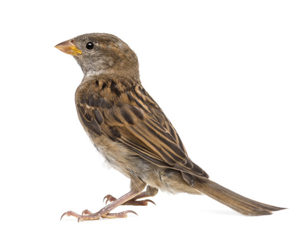 Воробей на белом фоне
