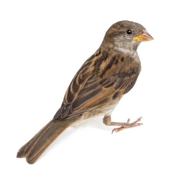 House Sparrow against white background — Stock Photo, Image