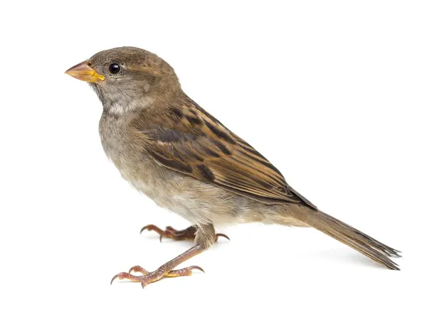 Σπίτι sparrow λευκό φόντο — Φωτογραφία Αρχείου
