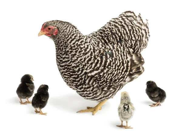 Mãe galinha com seus pintos contra fundo branco — Fotografia de Stock