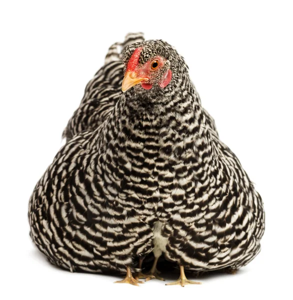 Pollitos escondidos debajo de la madre gallina contra fondo blanco — Foto de Stock
