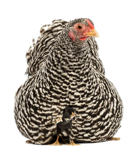 Kuikens verstopt onder de moeder kip tegen witte achtergrond — Stockfoto