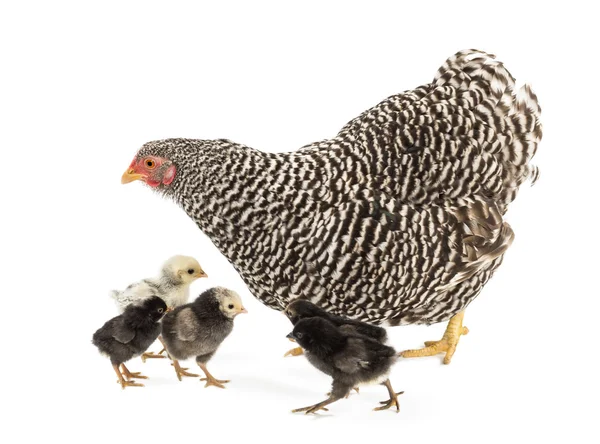 Mère Poule marche avec ses poussins sur fond blanc — Photo