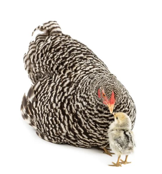 Chick looking at mother Hen which has chicks hiding under her against white background — Stock Photo, Image