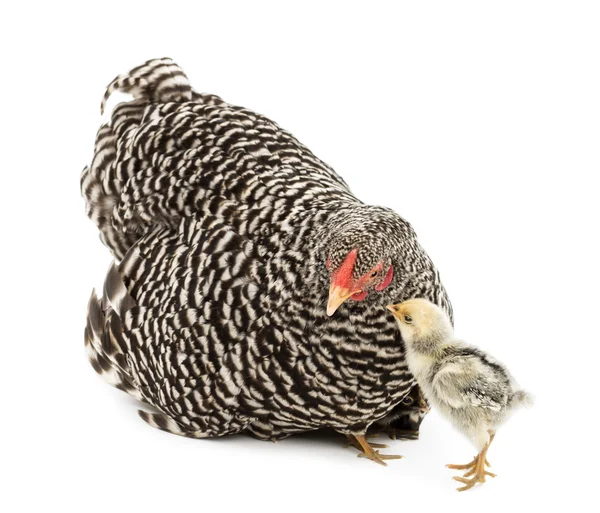 Tjejen tittar på hönsmamma som har kycklingar som gömmer sig under henne mot vit bakgrund — Stockfoto