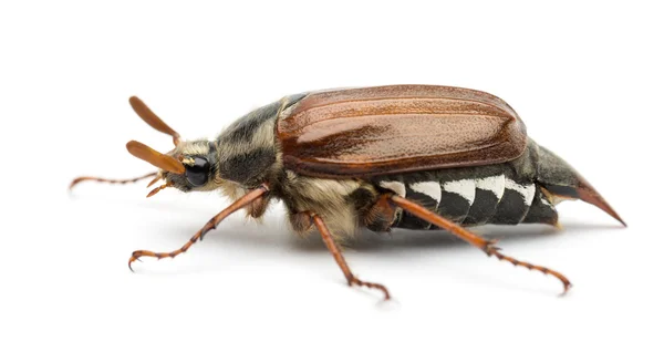 Πλάγια όψη της μηλολόνθης αρσενικό, melolontha melolontha, επίσης γνωστή ως μπορεί να bug, mitchamador, Μπίλι μάγισσα ή spang σκαθάρι λευκό φόντο — Φωτογραφία Αρχείου