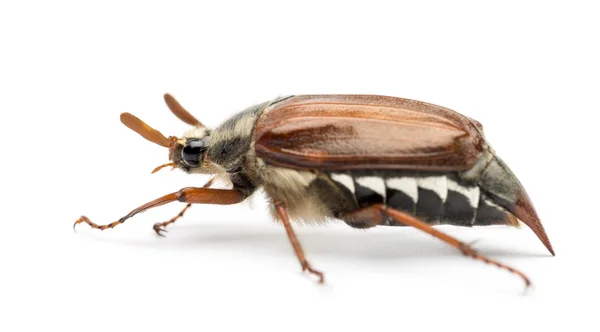 Vista lateral de Male Cockchafer, Melolontha melolontha, também conhecido como May bug, Mitchamador, Billy witch ou Spang besouro contra fundo branco — Fotografia de Stock