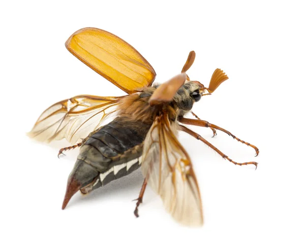 Cockchafer mâle, Melolontha melolontha, volant, également connu sous le nom de punaise mai, Mitchamador, Billy sorcière ou scarabée espagnol sur fond blanc — Photo