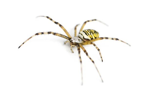 Αράχνη σφήκας, Argiope bruennichi, σε λευκό φόντο — Φωτογραφία Αρχείου