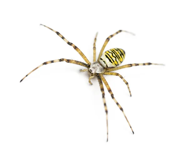 Aranha de vespa, Argiope bruennichi, contra fundo branco — Fotografia de Stock