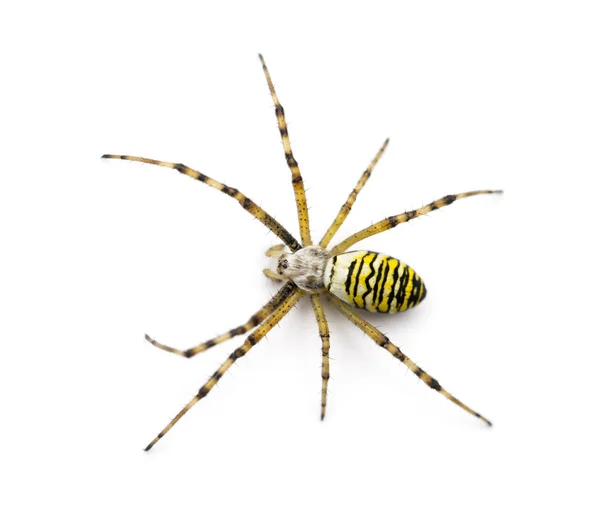 Wasp spider, Argiope bruennichi, against white background — Stock Photo, Image