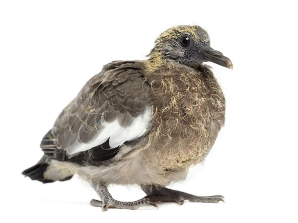 Young Common Wood Pigeon, Columba palumbus against white background — Stock Photo, Image