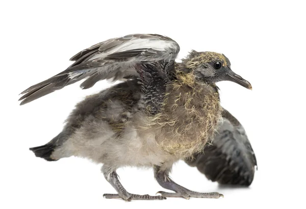 젊은 일반 나무 비둘기, 비둘기 palumbus 흰색 배경에 대해 — 스톡 사진