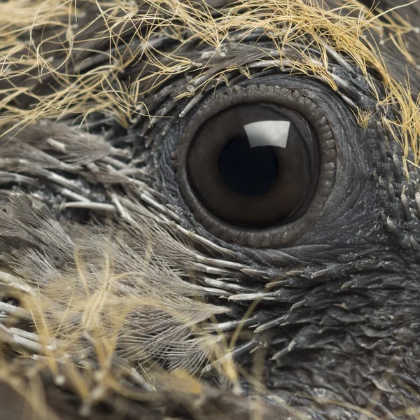 Young Common Wood Pigeon, Columba palumbus, close up on eye — Stock Photo, Image