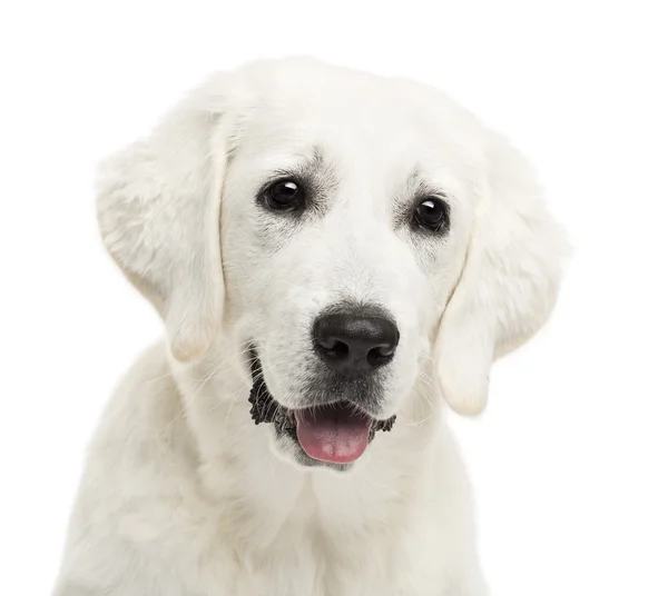 Polacco Tatra Sheepdog, (noto anche come Owczarek Tatrzanski, Owczarek Podhalanski o Polski Owczarek) su sfondo bianco — Foto Stock