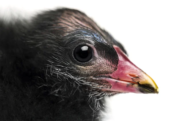 Close-up of a Common Moorhen, 4 days old against white background — Stock Photo, Image