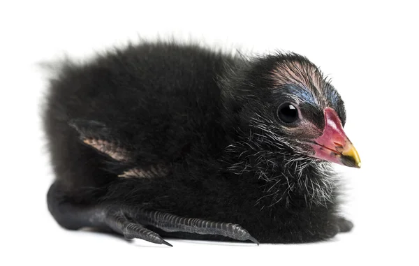 Mentira común de Moorhen, 4 días de edad sobre fondo blanco —  Fotos de Stock