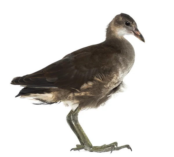 Moorhen común, Gallinula chloropus, también conocido como el 'pollo del pantano' contra el fondo blanco —  Fotos de Stock