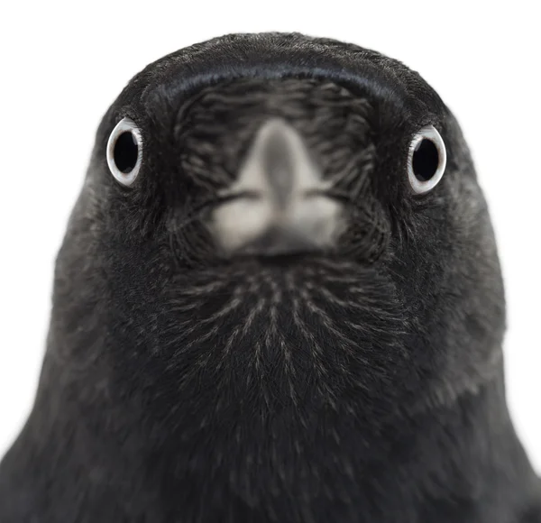 Close-up de um Western Jackdaw, Corvus monedula, (ou Eurasian Jackdaw, ou European Jackdaw ou simplesmente Jackdaw) contra fundo branco — Fotografia de Stock