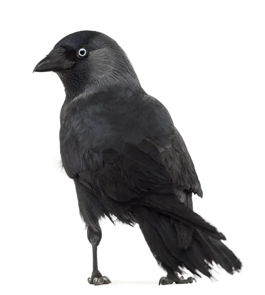 Visão traseira de um Jackdaw ocidental olhando para trás, Corvus monedula, (ou Eurasian Jackdaw, ou European Jackdaw ou simplesmente Jackdaw) contra fundo branco — Fotografia de Stock