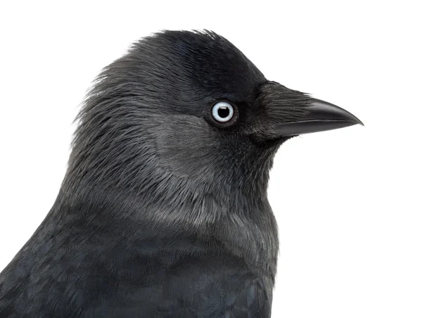 Detail kavka, corvus monedula, (nebo euroasijských kavka, nebo evropských kavka nebo jednoduše kavka) proti Bílému pozadí — Stock fotografie