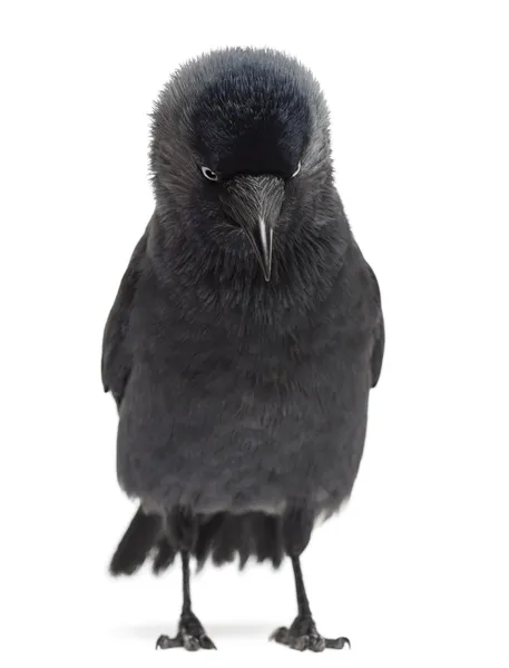 Westliche Dohle mit Blick nach unten, Corvus monedula (oder eurasische Dohle oder europäische Dohle oder einfach Dohle) vor weißem Hintergrund — Stockfoto