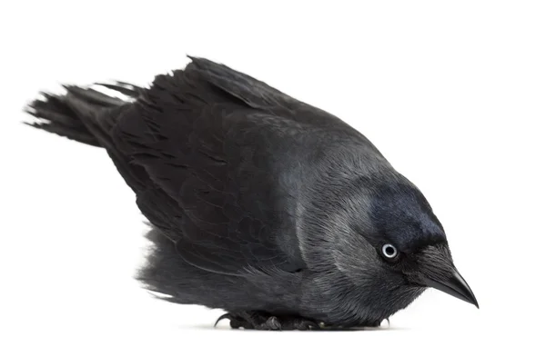 Западный Jackdaw лежа и глядя вниз, Corvus monedula, (или Евразийский Jackdaw, или Европейский Jackdaw или просто Jackdaw) на белом фоне — стоковое фото