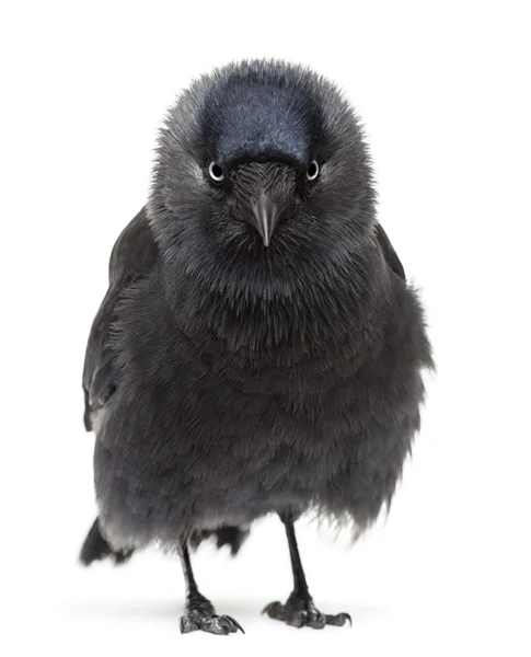 Westliche Dohle Porträt, Corvus monedula (oder eurasische Dohle, oder europäische Dohle oder einfach Dohle) vor weißem Hintergrund — Stockfoto