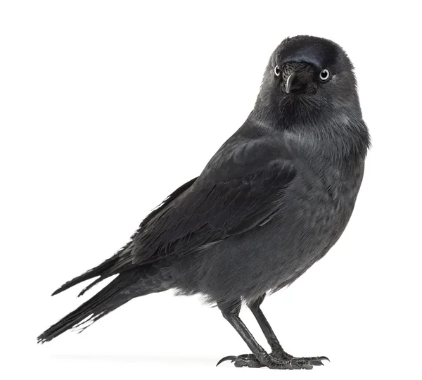 Western Jackdaw olhando para longe, Corvus monedula, (ou Eurasian Jackdaw, ou European Jackdaw ou simplesmente Jackdaw) contra fundo branco — Fotografia de Stock