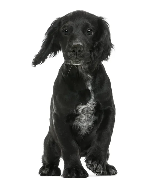 Arbetande cocker spaniel mot vit bakgrund — Stockfoto