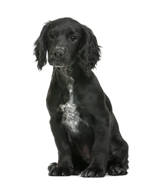 Working Cocker Spaniel sitting against white background — Stock Photo, Image