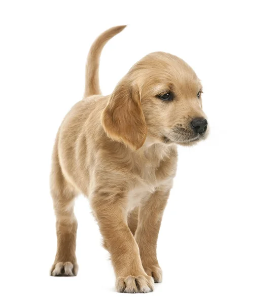 Golden retriever filhote de cachorro, 7 semanas de idade, olhando para o fundo branco — Fotografia de Stock