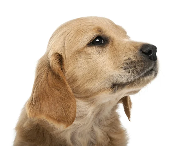 Närbild av golden retriever valp, 7 veckor gamla, tittar bort mot vit bakgrund — Stockfoto