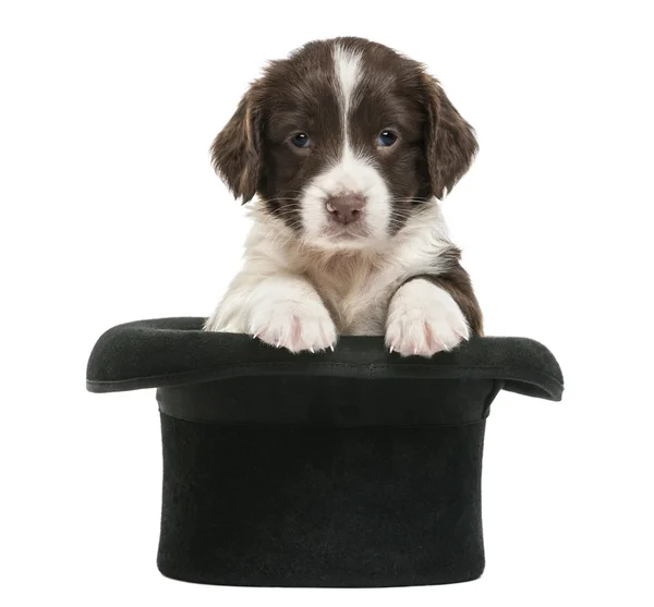 English Springer Spaniel, 5 weeks old, sitting in magician's hat, against white background — Stock Photo, Image