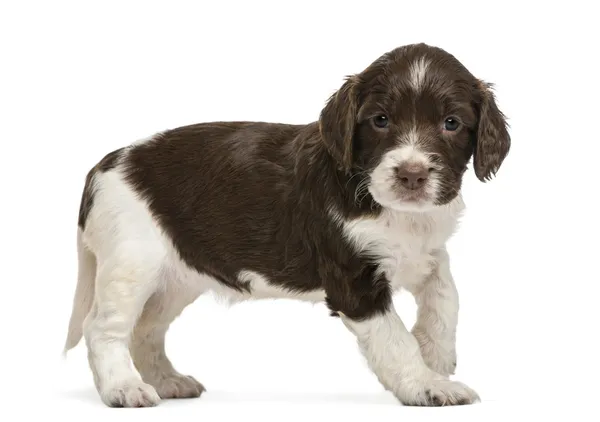 English Springer Spaniel, 5 weeks old, looking at camera against white background — Stock Photo, Image