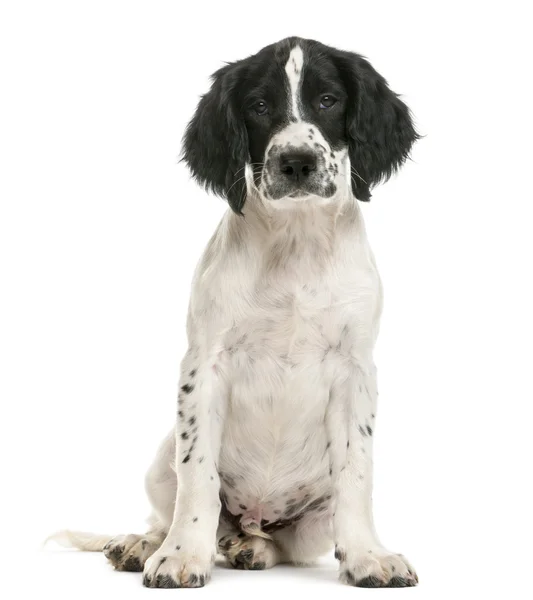 English Springer Spaniel sitting and looking at camera against white background — Stock Photo, Image