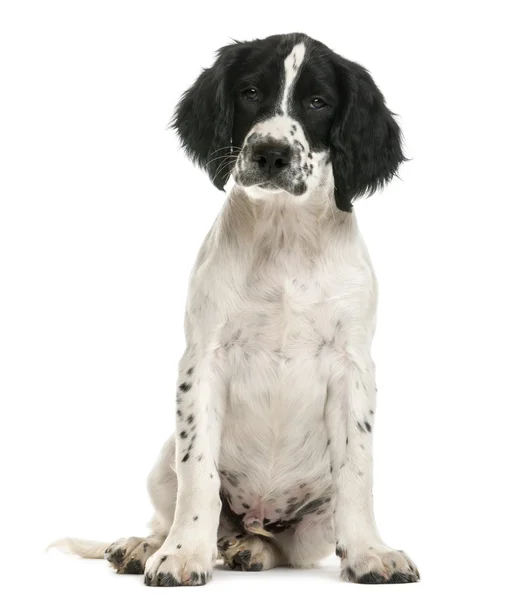 English Springer Spaniel sitting and looking at camera against white background — Stock Photo, Image