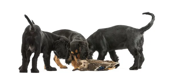 Working Cocker Spaniel puppies sniffing dead duck against white background — Stock Photo, Image