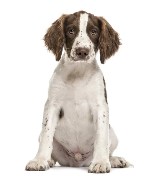 English Springer Spaniel sitting and looking at camera against white background — Stock Photo, Image