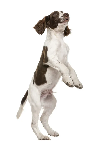 English Springer Spaniel standing on hind legs against white background — Stock Photo, Image