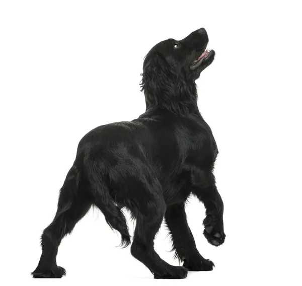 Werken cocker spaniel op zoek tegen witte achtergrond — Stockfoto