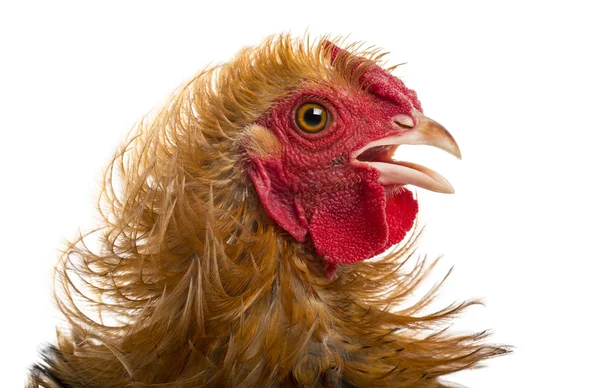 Close-up of Crossbreed rooster, Pekin and Wyandotte, against white background — Stock Photo, Image